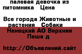 палевая девочка из питомника › Цена ­ 40 000 - Все города Животные и растения » Собаки   . Ненецкий АО,Верхняя Пеша д.